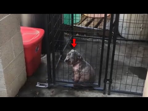 This Dog Was Left To Die On The Streets, Wait Till You See What Happens!