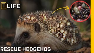 save the hedgehog from fleas | Animal rescue compilation