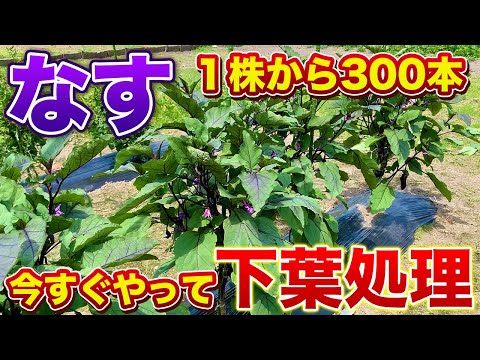 【なす栽培】１株から300本収穫するための下葉処理！この時期は早めにやらないと虫や病気の被害にあう確率が高まります！