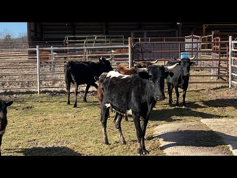 We Brought Home 4 More Mamas (and Their Babies) Today #cattle #cows