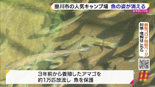 掛川市の人気キャンプ場　魚の姿が消える