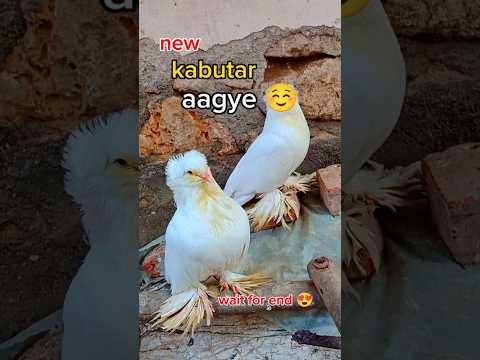 new kabutar le aaye 🥰 || kabutar status || #pigeon #kabutar #youtubeshorts #pigeonlover #shortsfeed