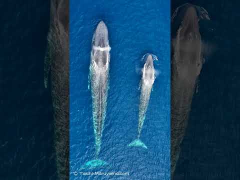 🌏地球史上最大級の生物！旅するシロナガスクジラの親子🐋