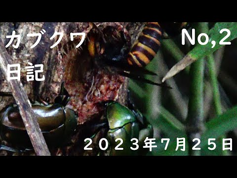 カブクワ日記No,2　２０２３年７月２５日　NO・１０８１