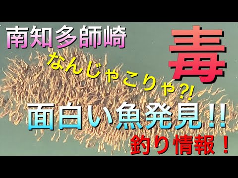 【小学生】南知多師崎で何が釣れるのか？！面白い魚も発見！！