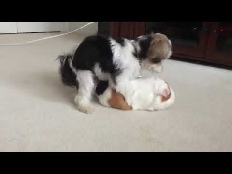 FEMALE DOG GOES HAM ON GUINEA PIG!! (Gone Sexual)