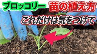 【ブロッコリー】これだけは枯らさないように植えて！苗の植え方。