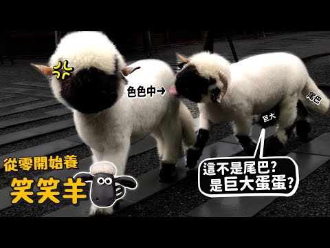 【從零開始養】笑笑羊原型?可以養!瓦來黑鼻羊?擁有傲人巨蛋?能飛簷走壁?吃菜像吸麵?【許伯簡芝】