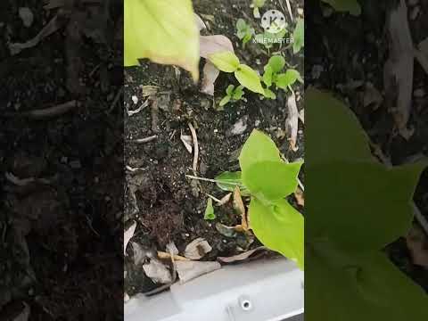 Variety mirchi in my terrace garden