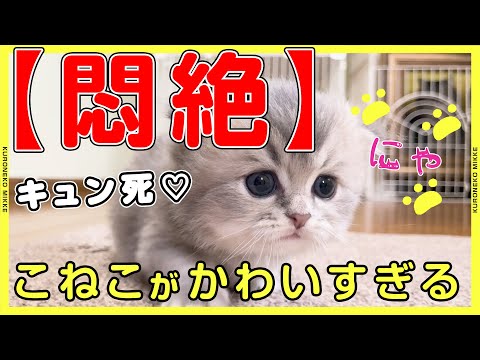 【悶絶】控えめにいって可愛すぎる子猫たち【キュン死】#猫 #クロネコみっけ #ヤマト運輸 #クロネコヤマト #こねこ便420