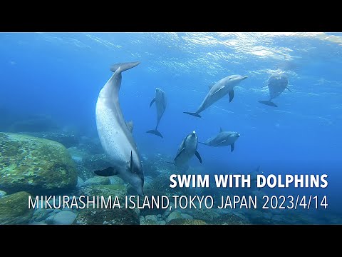 2023シーズン！野生イルカの赤ちゃんと泳ぐ御蔵島ドルフィンスイムツアー