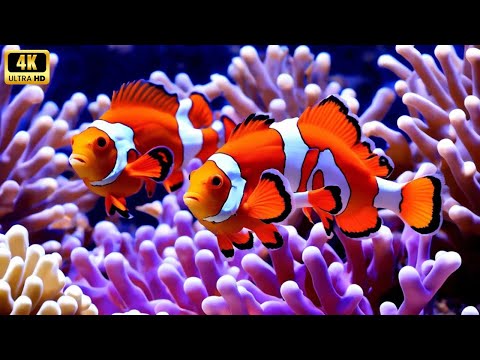 Aquarium 4k VIDEO (ULTRA HD) - Charming Fish of the Coral Reef Ecosystem - Marine Life, Sea Animals