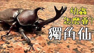 How to Raise Rhinoceros Beetle Larvae