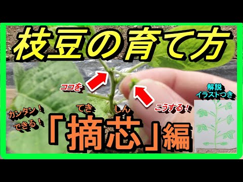 【エダマメの育て方】初心者でも大丈夫！誰でも出来る栽培方法【摘芯編】