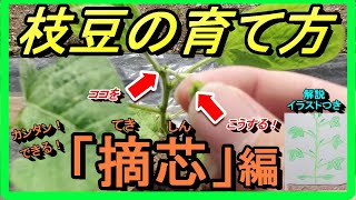 【エダマメの育て方】初心者でも大丈夫！誰でも出来る栽培方法【摘芯編】