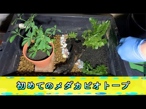 初心者がメダカのビオトープ作ってみた