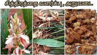 சித்திரத்தை வளர்ப்பு/அறுவடை/சித்திரத்தை அறுவடை /சித்திரத்தை/Lesser Galangal/Alpinia Officinarum