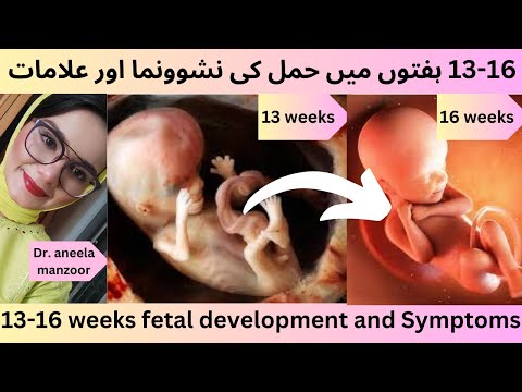 2nd trimester Begins:13-16 weeks of pregnancy fetus growth & Symptoms | गर्भावस्था के 13-16 सप्ताह