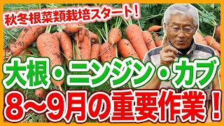 家庭菜園や農園の秋冬野菜栽培で8～9月の根菜お世話！栽培スタート時の秘訣と秋冬野菜の育て方！【農家直伝】