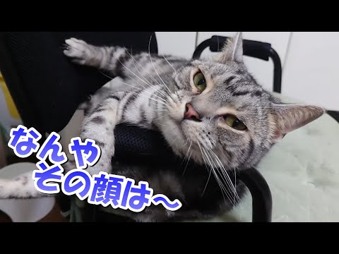 なんやその顔は～！猫かわいい（アメリカンショートヘア）