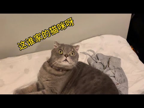 这谁家的猫咪呀#cat #折耳猫#土耳其