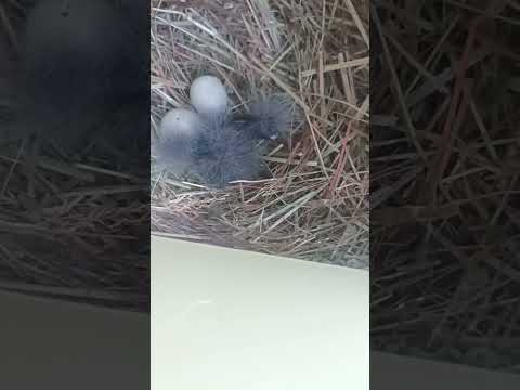 amadina erytrocephala chicks #birds