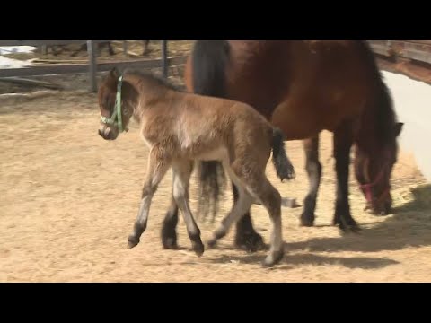 「お母さんに似てやんちゃ」木曽馬の赤ちゃんが元気に駆け回る　長野県木曽町