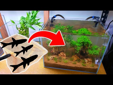 DOUBLE BONSAI TREE Nano Aquarium Setup With Fish!