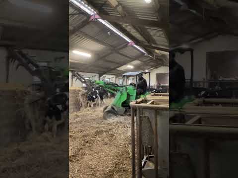 Farm Cows #shorts #fyp #cow #feeding #milking #hoofing