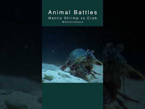 Peacock Mantis Shrimp Hunts a Crab #hunting #wildlife #nature #mantisshrimp #crab #animalfacts