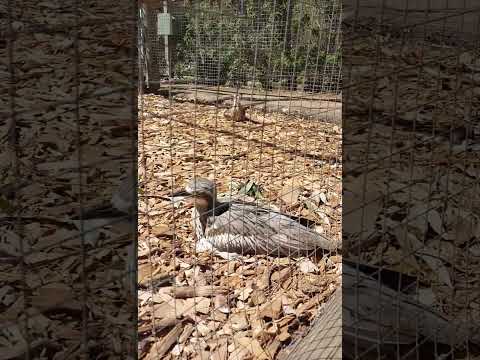 Birds #bird #birdlife #zoo #farm #animals #鸟类