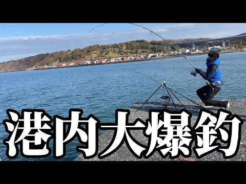 【北海道】【釣り】ちょい投げや穴釣りで大爆釣