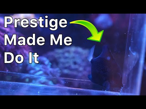 Tang In A 2 Foot Tank | The Prestige Reef Dork Show Ep 46