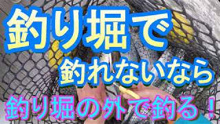 食い気が下がった釣り堀で釣る方法　仮屋湾遊漁センター