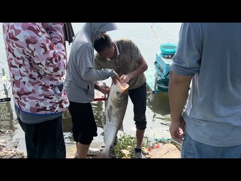 这样钓鱼真过瘾，太热闹了，还有美女送水