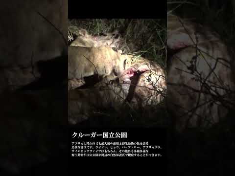 【閲覧注意】子ライオンの食事(クルーガー国立公園/南アフリカ)