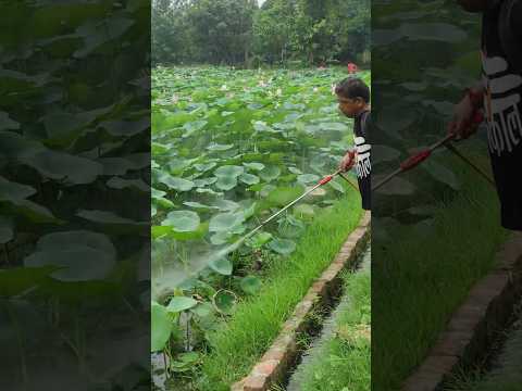 Kamal Ka Phool 🌷 Lotus Our National 🇮🇳 Flower on Crore ki Land #flowers #lotus #nature #leaf