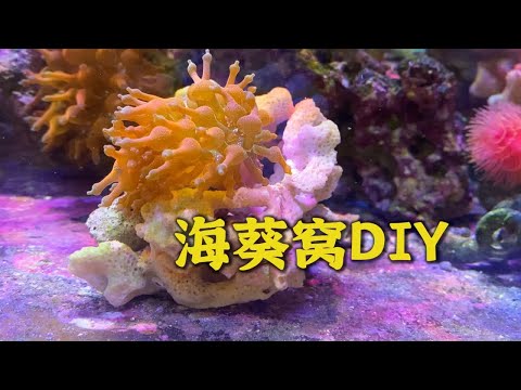 海葵窝DIY 自己在家也能做的海葵窝