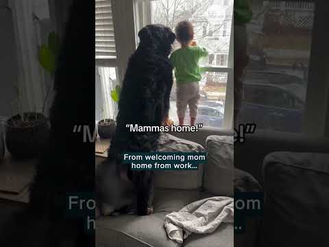 Baby and gentle giant dog bond by watching the world from their window | Humankind #shorts #dogs