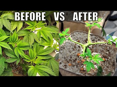 Can Plants Survive EXTREME Topping? | Wedding Cake Grow Week 12