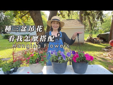 【園藝】買了矮牽牛，美女櫻和海棠花，搭配著種3盆吊花，看我是怎樣搭配的｜Planting flowers In Hanging Pots