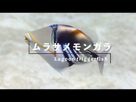 【魚図鑑 on YouTube】ムラサメモンガラ / Lagoon triggerfish