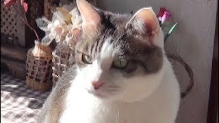 【びっくり！11歳で初めて鏡に映った自分の顔を見た猫】The cat was surprised to see his face in the mirror for the first time.