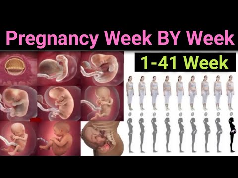 Pregnancy Week By Week 1-41 weeks fetal development #pregnancy #cngajbhiye #cnmedicineinfo