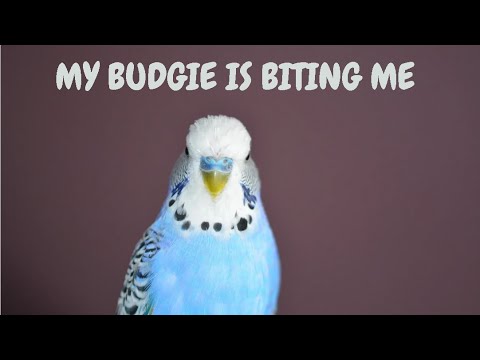 My Budgie Is Biting Me