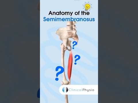 Semimembranosus Anatomy #physicaltherapy #physiotheraphy #anatomy