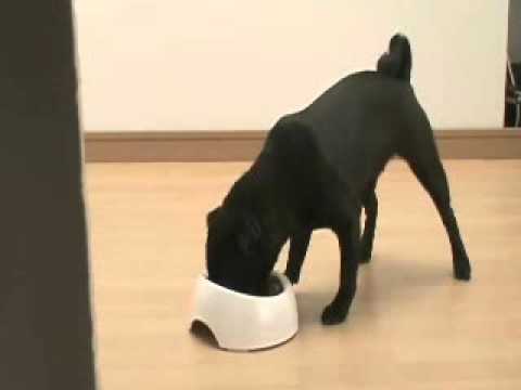 【生産終了】ペット用品　犬用食べやすい食器