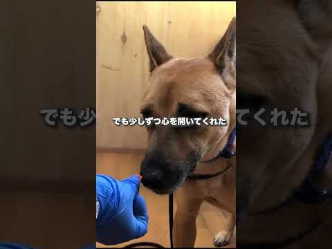 咬傷犬を3ヶ月訓練した結果...