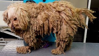 YOU WON'T BELIEVE how this DOG looks AFTER shaving all this matted fur (She was found on the street)