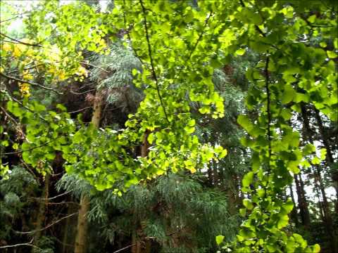 常瀧寺の大イチョウ